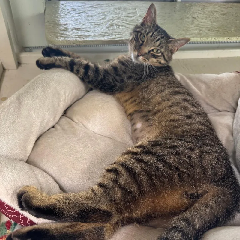 An adult medium-sized male Brown / Chocolate Domestic Short Hair cat named Glow Stix for adoption in Eureka Springs, AR