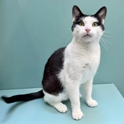 An adult medium-sized female White Domestic Short Hair cat named Arabella for adoption in Santa Cruz, CA