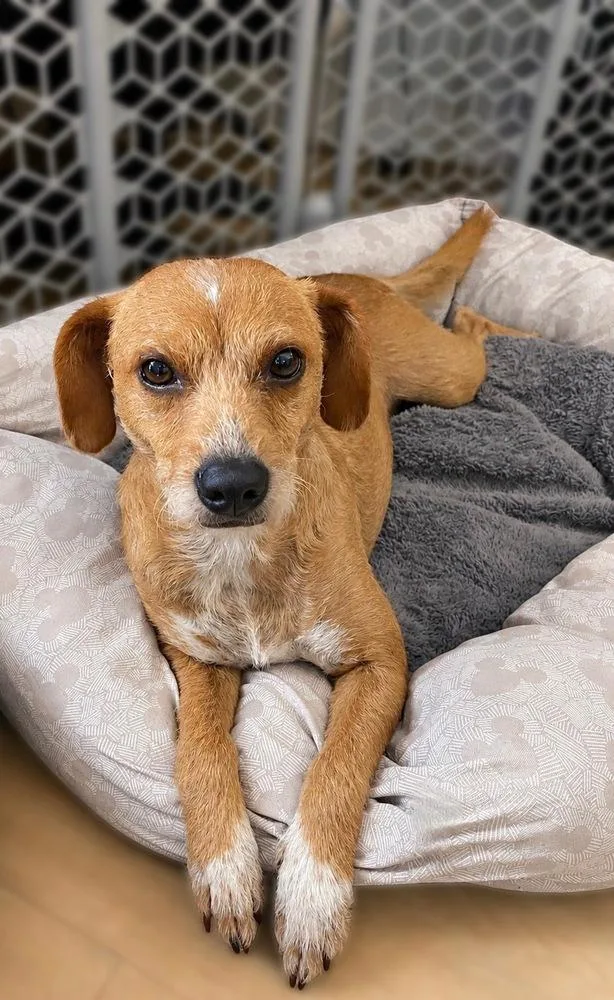 An adult medium-sized female Terrier dog named Bonnie for adoption in Los Angeles, CA