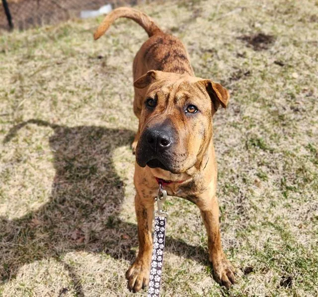 A young medium-sized female Shar-Pei dog named Gabriella for adoption in Minneapolis, MN