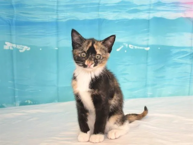 A baby small-sized female Domestic Short Hair cat named Cleo for adoption in Oroville, CA