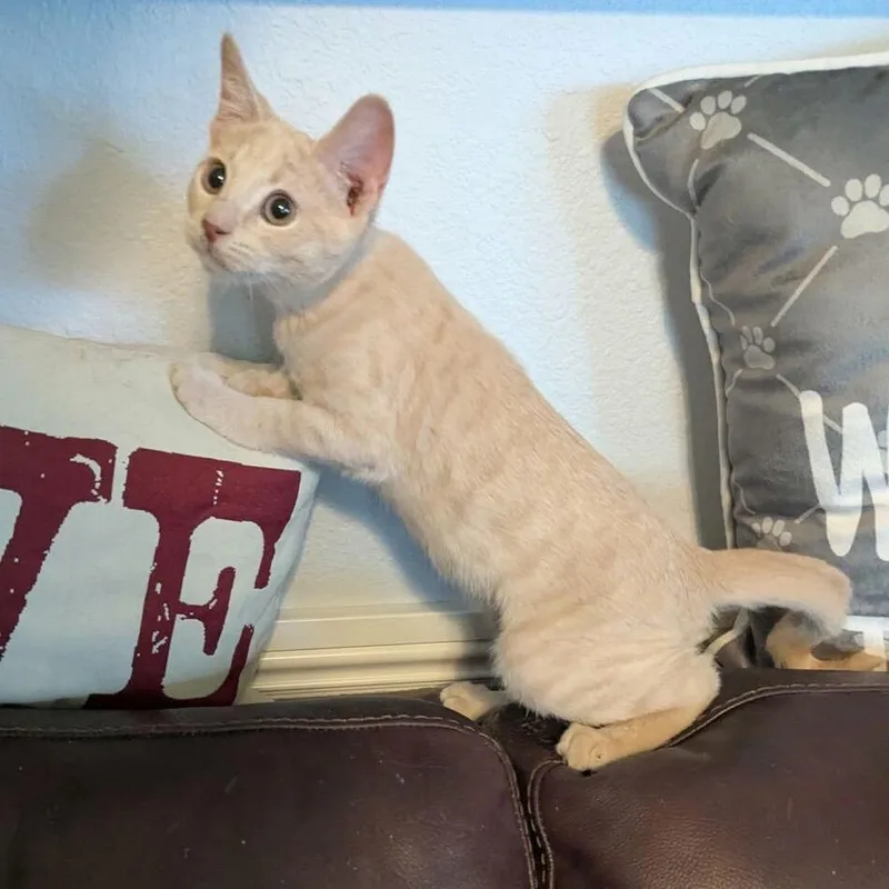 A baby small-sized male Cream / Ivory Domestic Short Hair cat named Frick for adoption in Las Vegas, NV