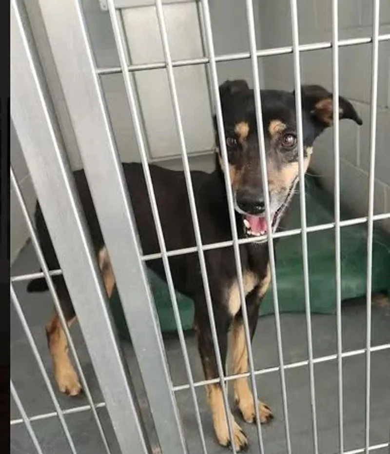 An adult small-sized female Miniature Pinscher dog named Gem for adoption in Kingman, AZ