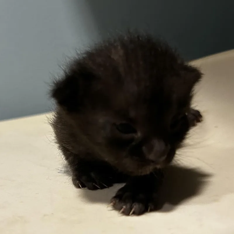 A baby small-sized female Black Domestic Short Hair cat named Blackberry for adoption in Chattanooga, TN