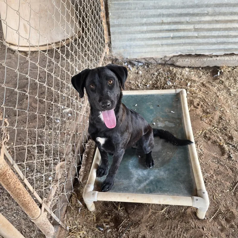 A young medium-sized female Labrador Retriever dog named Peeka for adoption in Midland, TX