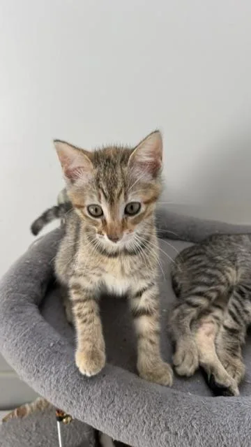 A baby medium-sized female Torbie Domestic Short Hair cat named Willow for adoption in Los Angeles, CA