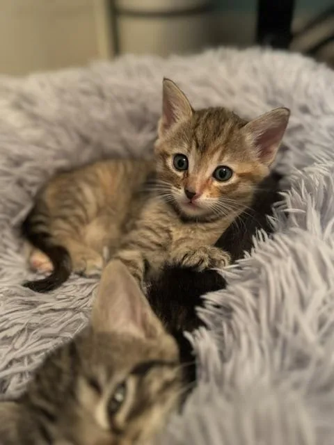 Willow thumbnail 4