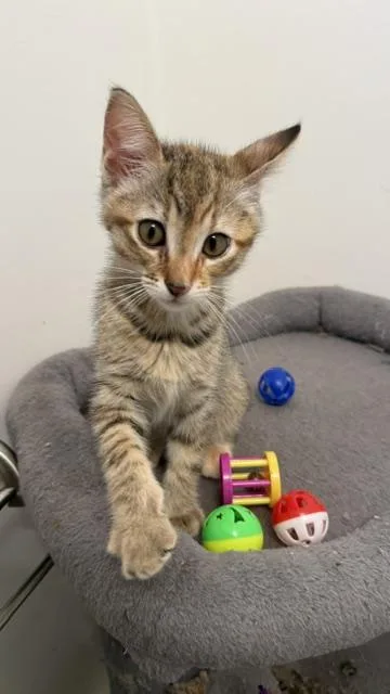 Willow thumbnail 6