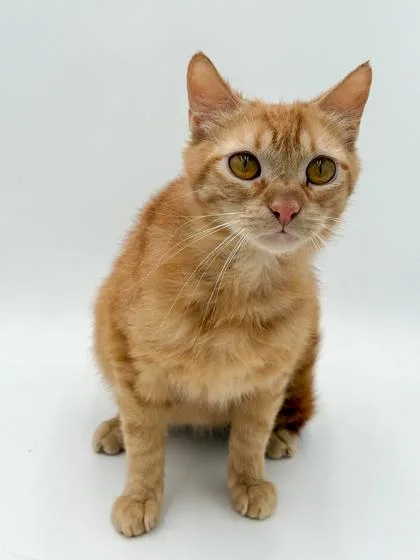 An adult medium-sized male Domestic Medium Hair cat named Garth for adoption in Bowling Green, KY