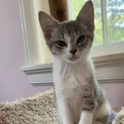 A baby medium-sized female Tabby (Gray / Blue / Silver) Domestic Short Hair cat named Simile for adoption in Richmond, VA