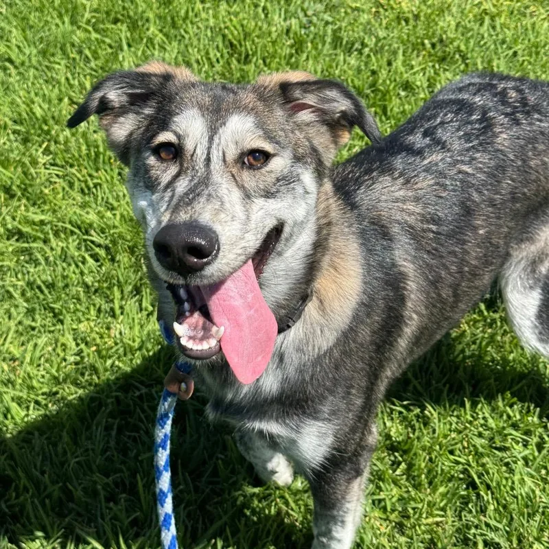 A young medium-sized female Gray / Blue / Silver Husky dog named Ariel for adoption in Santa Barbara, CA