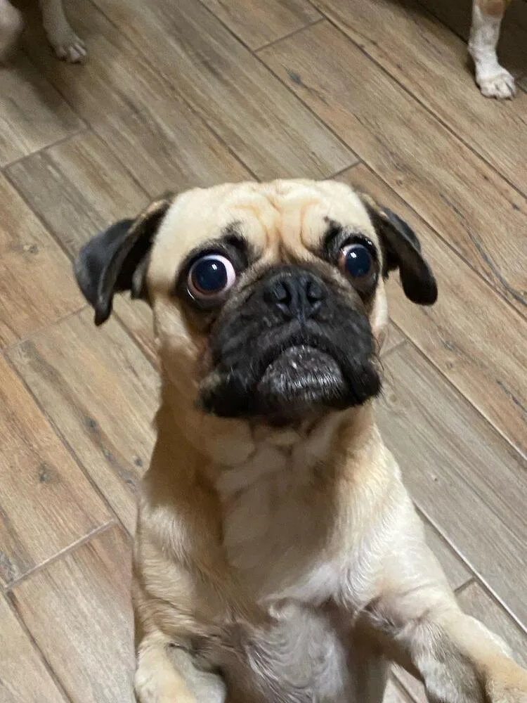 An adult small-sized male Pug dog named Sully for adoption in TUCSON, AZ