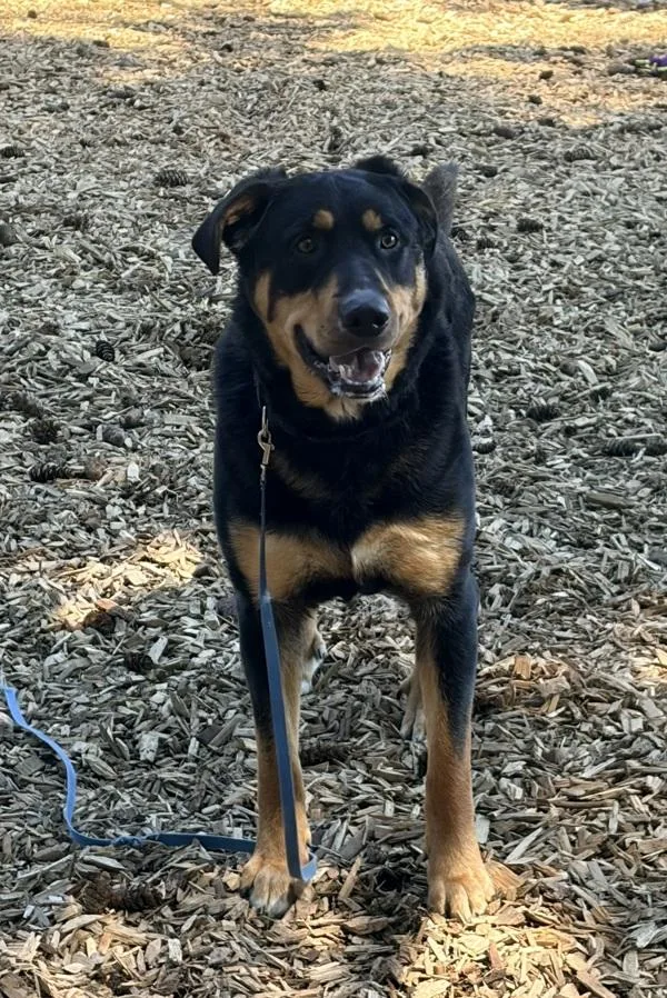 A young extra large-sized male Mixed Breed dog named Bruno for adoption in Vancouver, WA