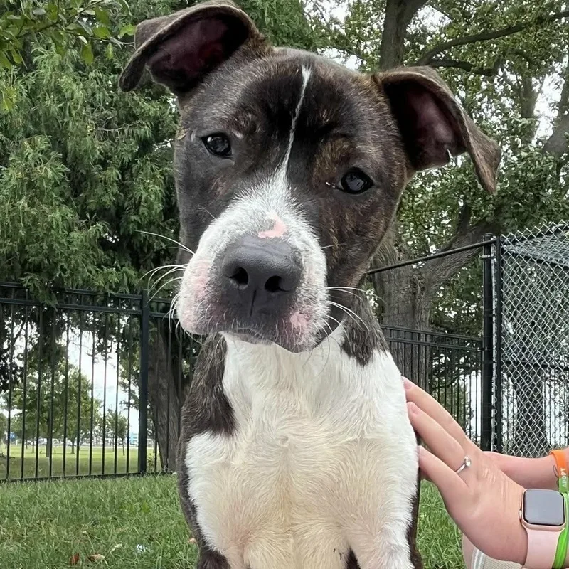 A young medium-sized male White / Cream Pit Bull Terrier dog named Cricket for adoption in Valparaiso, IN