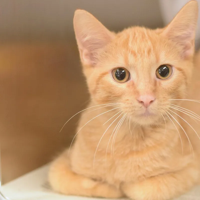 A baby small-sized male Orange / Red Domestic Short Hair cat named Sawyer  Petsmart Belleville for adoption in Belleville, IL