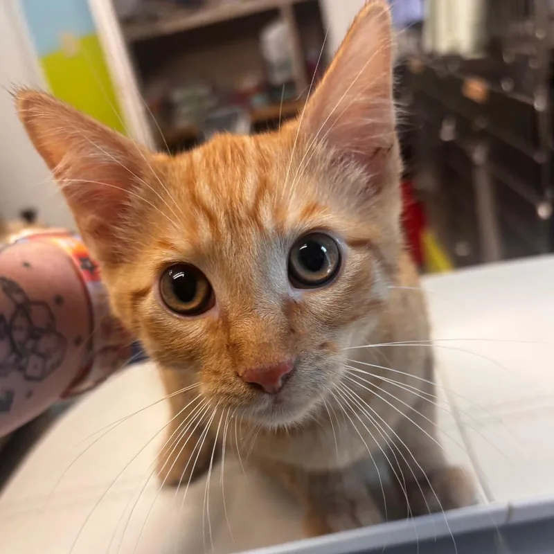 Sawyer  Petsmart Belleville thumbnail 2