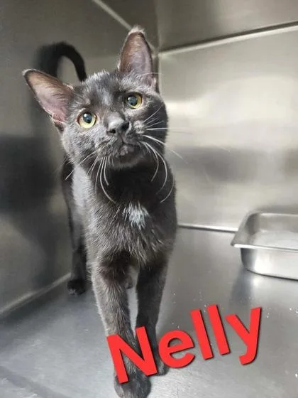 A young medium-sized female Black Domestic Short Hair cat named Nelly for adoption in Sullivan, IN