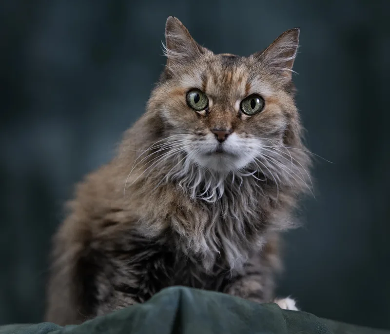 A senior large-sized female Tabby (Tiger Striped) Domestic Medium Hair cat named Blanche for adoption in Anchorage, AK