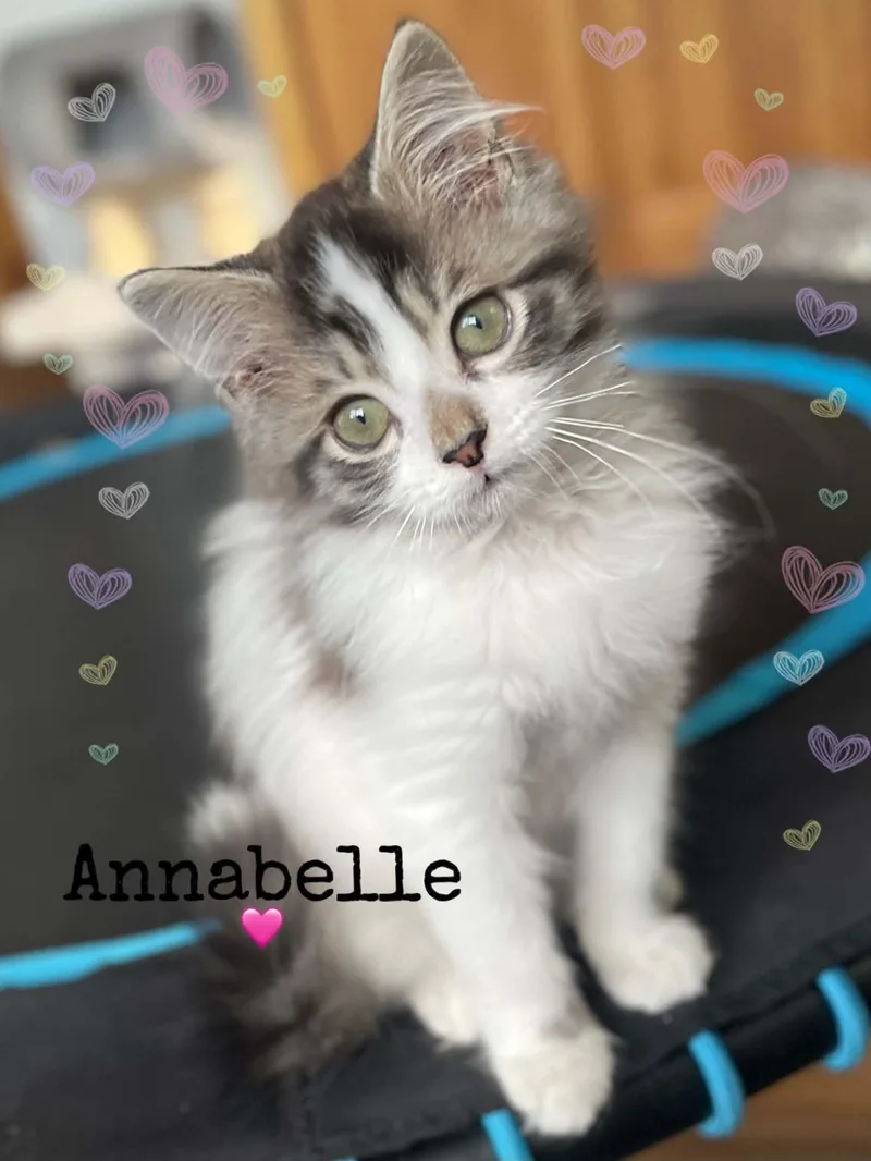 Annabelle