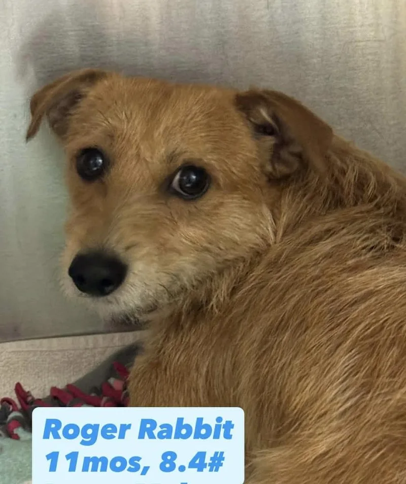 A young small-sized male Terrier dog named Roger Rabbit for adoption in San Diego, CA