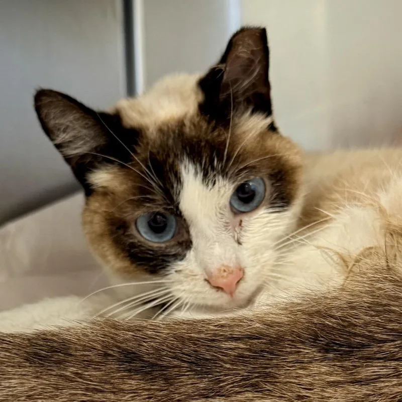 An adult medium-sized male Cream / Ivory Domestic Short Hair cat named Ube for adoption in Palm Springs, CA