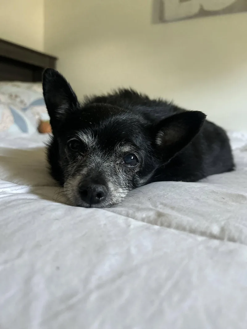 A senior small-sized female Chihuahua dog named Blanche OS PAC for adoption in Saunderstown, RI