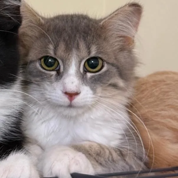 A baby small-sized female Orange / Red Domestic Short Hair cat named Cocoa Bowers for adoption in Woodstock, VA