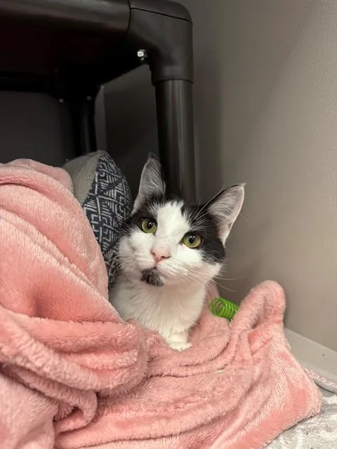 Ahsoka