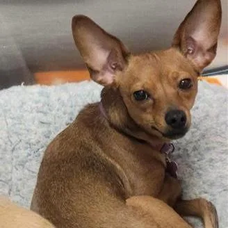 A young small-sized female Brown / Chocolate Chihuahua dog named Penelope for adoption in Tempe, AZ
