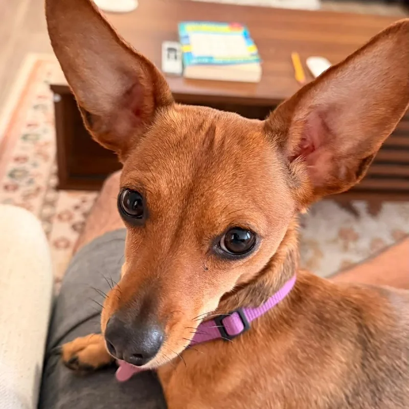 Penelope thumbnail 4