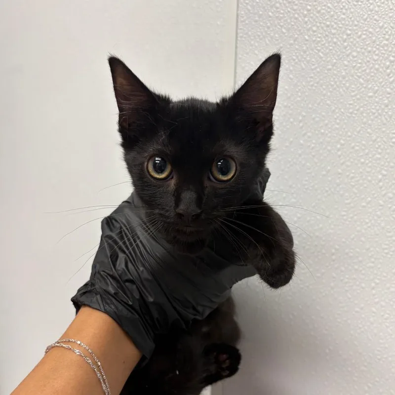 A baby small-sized female Black Domestic Short Hair cat named Lupe for adoption in Abilene, TX
