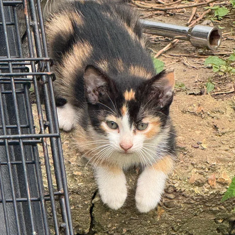 A baby small-sized female Calico Domestic Short Hair cat named Red Savinia for adoption in West Plains, MO