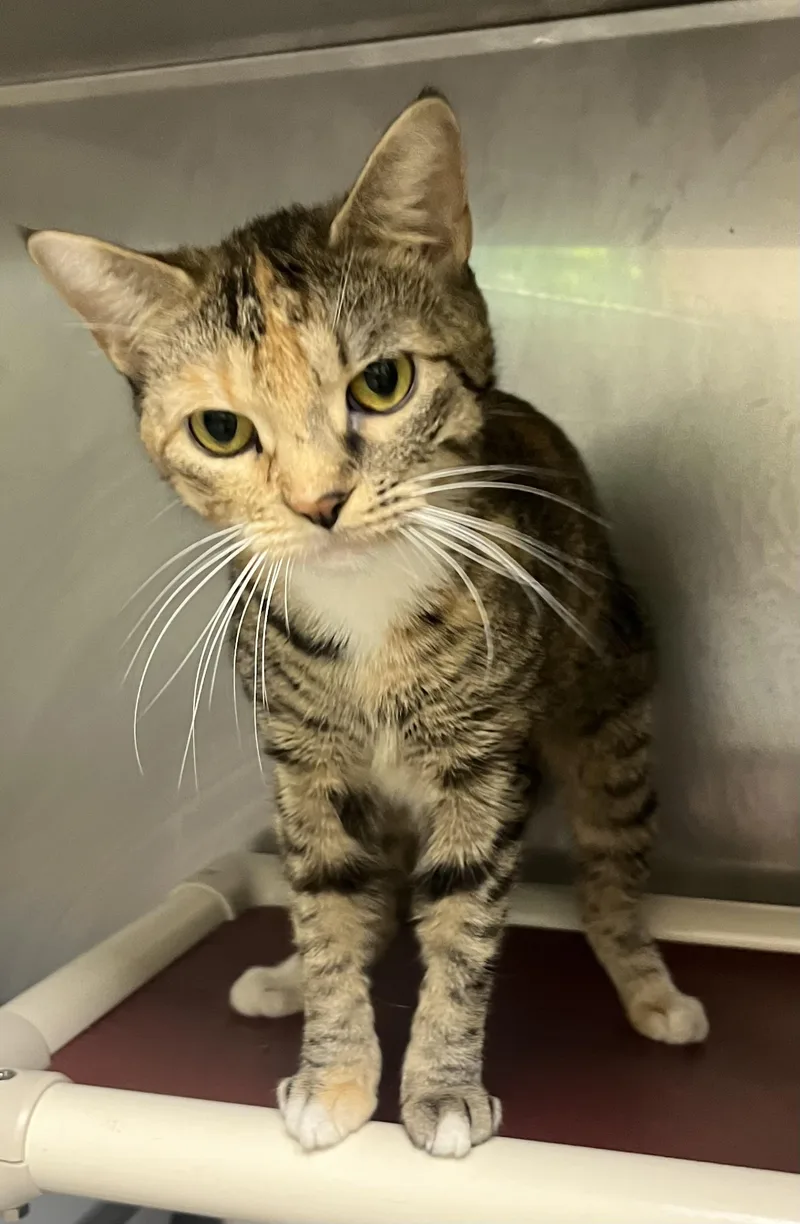 A young small-sized female Torbie Domestic Short Hair cat named Marley for adoption in Mendham, NJ