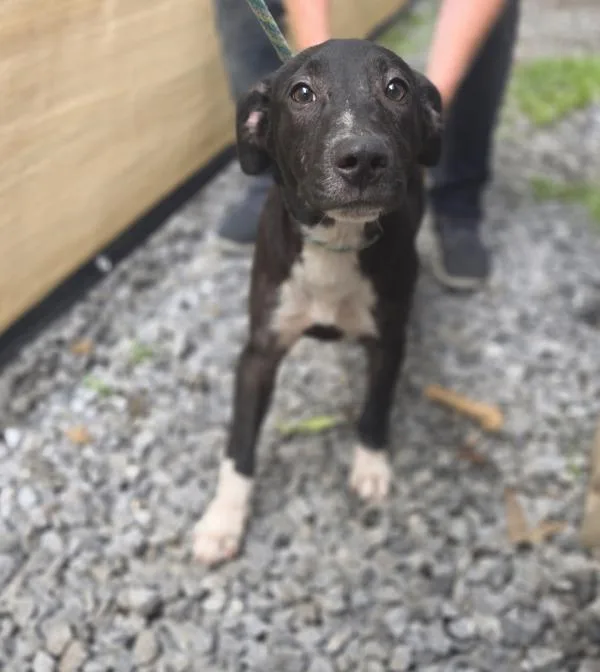 A baby medium-sized male Mixed Breed dog named Xander for adoption in Cleveland, TN