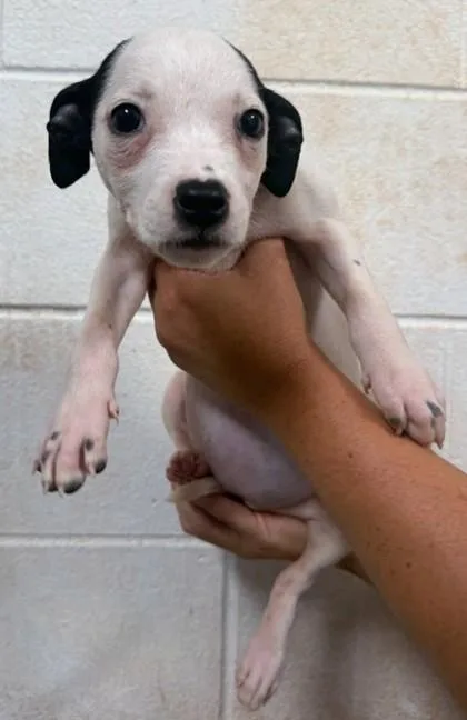 A baby medium-sized male Labrador Retriever dog named Austin for adoption in Madison, NJ