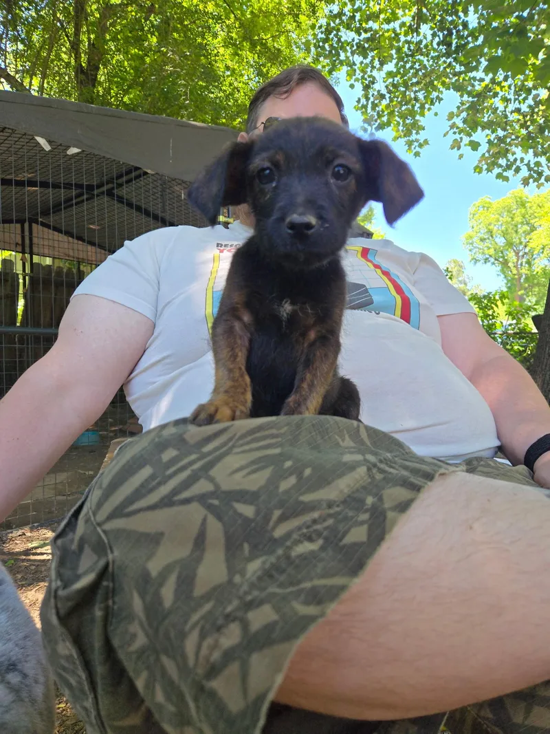 Dog Pool thumbnail 4