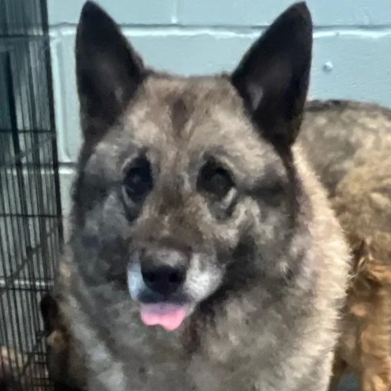A senior medium-sized female Gray / Blue / Silver Norwegian Elkhound dog named Silver for adoption in LOXAHATCHEE, FL