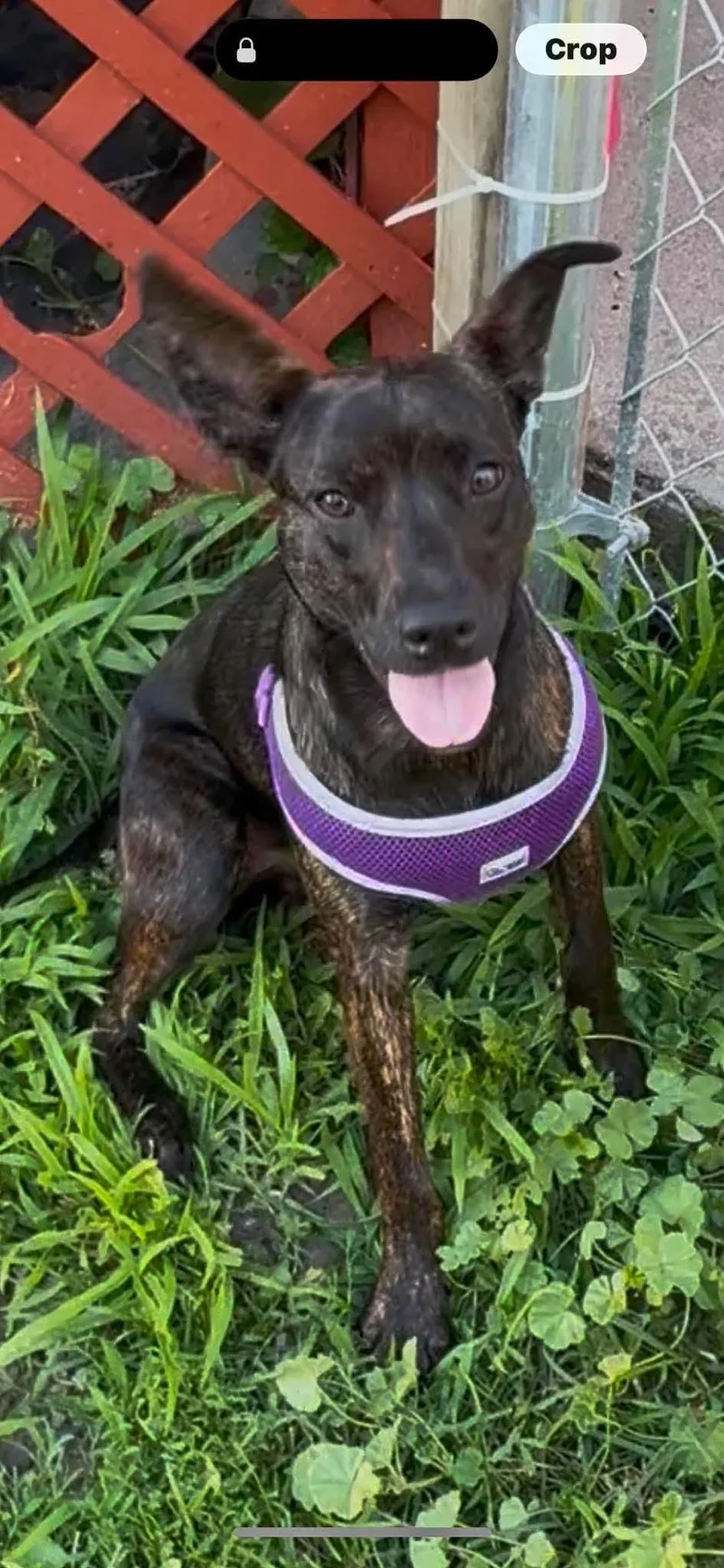 A young medium-sized female Mixed Breed dog named Wanda for adoption in Rochester , NY