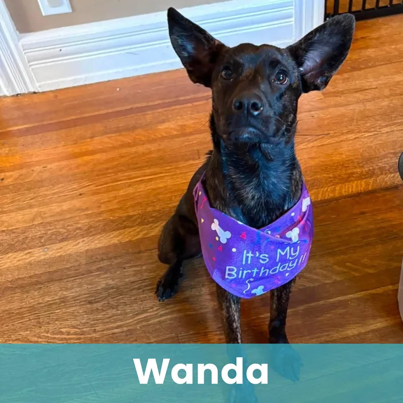 Wanda thumbnail 3