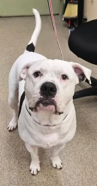 Gus