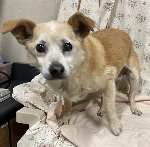 A senior small-sized female Chihuahua dog named Bailey for adoption in Modesto, CA