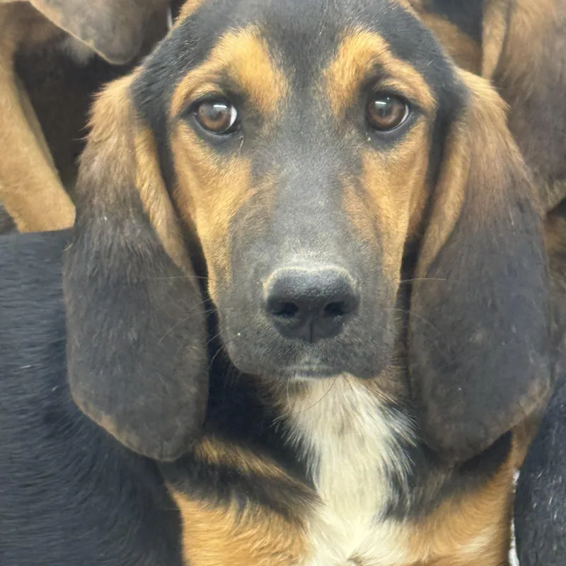 A baby large-sized female Bicolor Bloodhound dog named Lolly for adoption in Sonora, CA
