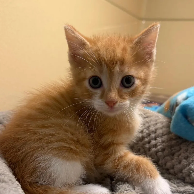 A baby small-sized male Orange / Red Domestic Short Hair cat named Blade for adoption in Beckley, WV