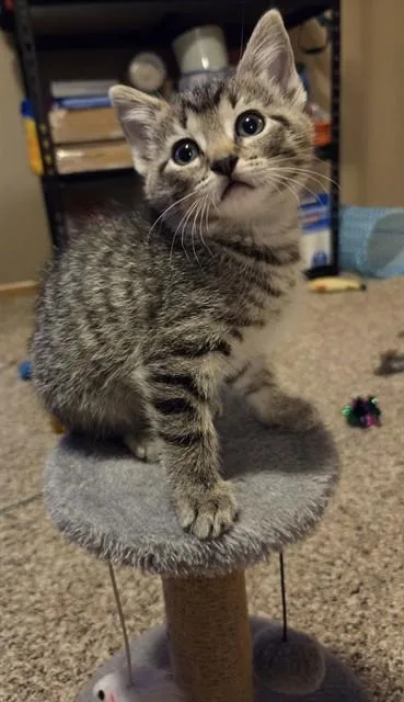 A baby small-sized female Domestic Short Hair cat named Bella for adoption in Omaha, NE