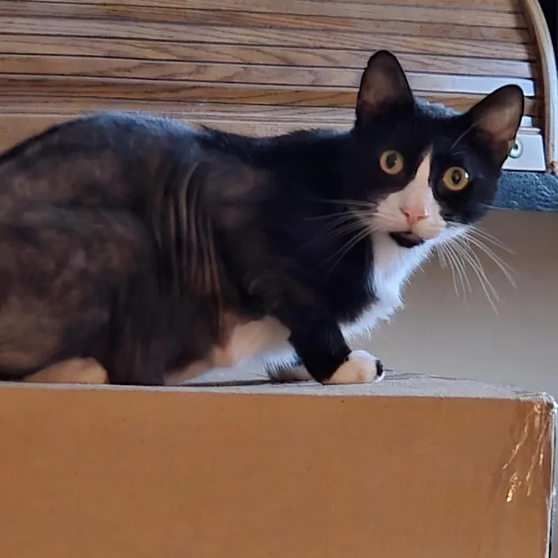 An adult large-sized male Black Domestic Short Hair cat named Oreo Mi for adoption in Titusville, FL
