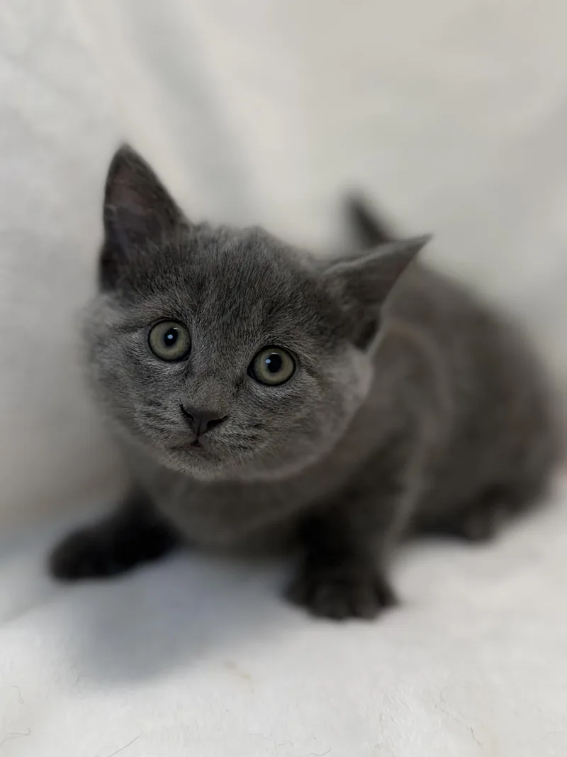 A baby medium-sized female Gray / Blue / Silver Domestic Short Hair cat named Saoirse for adoption in Greensboro, NC