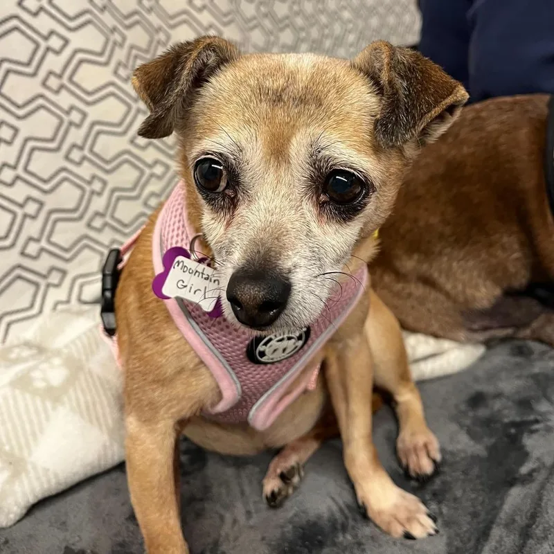 A senior small-sized female Yellow / Tan / Blond / Fawn Chihuahua dog named Mountain Girl for adoption in San Francisco, CA
