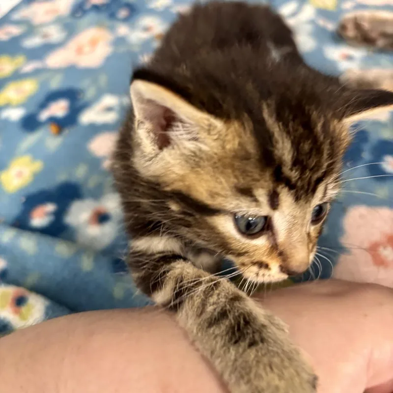 A baby medium-sized male Domestic Short Hair cat named Rio for adoption in Portland, IN