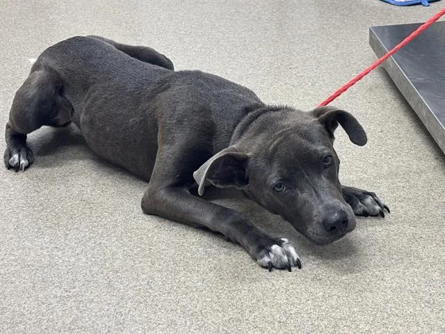 A young medium-sized female American Staffordshire Terrier dog named Bonnie for adoption in Grand Prairie, TX