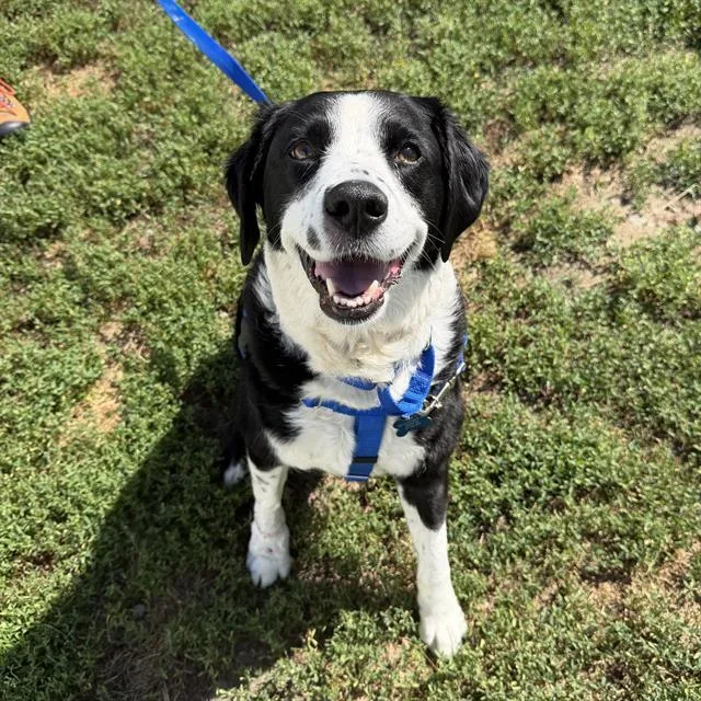 An adult medium-sized female Labrador Retriever dog named Echo for adoption in Boston, MA